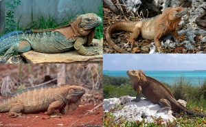 MICO Wars - Iguana Invasion in Cayman Island presents Iguana Meat Export Opportunity - 11-07-2016 LHDEER